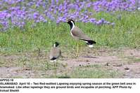 Filename=APP02-18Islamabad~7.jpg
Filesize=265KiB
Dimensions=1200x802
Date added=Apr 18, 2019 APP02-18Islamabad~7.jpg