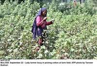 Filename=APP10-22Multan~1.jpg
Filesize=371KiB
Dimensions=1200x836
Date added=Sep 22, 2019 APP10-22Multan~1.jpg