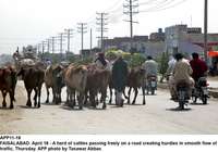 Filename=APP11-18Faisalabad~1.jpg
Filesize=192KiB
Dimensions=1200x840
Date added=Apr 18, 2019 APP11-18Faisalabad~1.jpg