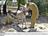 Filename=APP15-08Faisalabad~2.jpg
Filesize=308KiB
Dimensions=1200x894
Date added=Apr 08, 2020 APP15-08Faisalabad~2.jpg