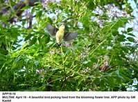 Filename=APP19-16Multan~4.jpg
Filesize=246KiB
Dimensions=1200x893
Date added=Apr 16, 2020 APP19-16Multan~4.jpg
