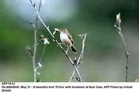 Filename=APP19-31Islamabad~1.jpg
Filesize=90KiB
Dimensions=1200x809
Date added=May 31, 2020 APP19-31Islamabad~1.jpg