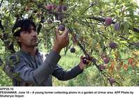 Filename=APP20-10Peshawar~1.jpg
Filesize=321KiB
Dimensions=1200x847
Date added=Jun 10, 2020 APP20-10Peshawar~1.jpg