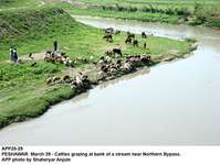 Filename=APP20-29Peshawar.jpg
Filesize=216KiB
Dimensions=1000x752
Date added=Mar 29, 2018 APP20-29Peshawar.jpg