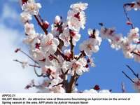 Filename=APP32-21Gilgit.jpg
Filesize=140KiB
Dimensions=1200x902
Date added=Mar 21, 2020 APP32-21Gilgit.jpg