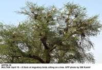 Filename=APP36-16Multan.jpg
Filesize=280KiB
Dimensions=1000x688
Date added=Apr 17, 2018 APP36-16Multan.jpg