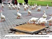 Filename=APP41-01Lahore~0.jpg
Filesize=323KiB
Dimensions=1200x899
Date added=Jun 01, 2020 APP41-01Lahore~0.jpg