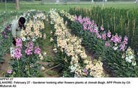 Filename=APP47-27Lahore~4.jpg
Filesize=406KiB
Dimensions=1200x768
Date added=Feb 27, 2020 APP47-27Lahore~4.jpg