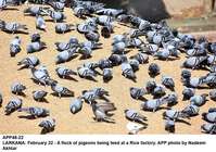 Filename=APP48-22Larkana~0.jpg
Filesize=362KiB
Dimensions=1200x844
Date added=Feb 22, 2019 APP48-22Larkana~0.jpg