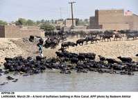 Filename=APP50-29Larkana.jpg
Filesize=233KiB
Dimensions=1000x718
Date added=Mar 29, 2018 APP50-29Larkana.jpg