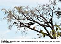 Filename=APP58-09Islamabad~1.jpg
Filesize=298KiB
Dimensions=1200x881
Date added=Mar 09, 2020 APP58-09Islamabad~1.jpg