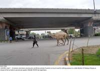 Filename=Pic21-054~24.jpg
Filesize=243KiB
Dimensions=2048x1454
Date added=Jul 21, 2020 Pic21-054~24.jpg