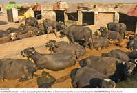 Filename=Pic23-012~27.jpg
Filesize=493KiB
Dimensions=2047x1402
Date added=Dec 23, 2020 Pic23-012~27.jpg