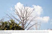 Filename=Pic24-033~10.jpg
Filesize=252KiB
Dimensions=1800x1198
Date added=Feb 24, 2019 Pic24-033~10.jpg