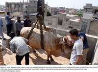 Filename=Pic26-035~24.jpg
Filesize=359KiB
Dimensions=2048x1518
Date added=Jul 26, 2020 Pic26-035~24.jpg