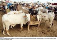 Filename=Pic28-085~4.jpg
Filesize=373KiB
Dimensions=2047x1451
Date added=Jul 28, 2020 Pic28-085~4.jpg