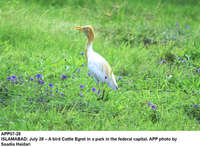 Filename=app07-28islamabad.jpg
Filesize=260KiB
Dimensions=1200x884
Date added=Jul 28, 2020 app07-28islamabad.jpg