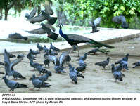 Filename=app11-04hyderabad.jpg
Filesize=243KiB
Dimensions=1200x909
Date added=Sep 04, 2020 app11-04hyderabad.jpg