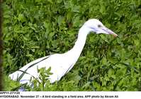 Filename=app11-271120hyderabad.jpg
Filesize=211KiB
Dimensions=1200x838
Date added=Nov 27, 2020 app11-271120hyderabad.jpg