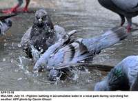 Filename=app15-18multan.jpg
Filesize=219KiB
Dimensions=1200x884
Date added=Jul 18, 2020 app15-18multan.jpg