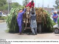 Filename=app18-19sargodha.jpg
Filesize=197KiB
Dimensions=1200x891
Date added=Jul 19, 2020 app18-19sargodha.jpg