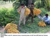 Filename=app23-29faisalabad.jpg
Filesize=367KiB
Dimensions=1200x913
Date added=Jul 29, 2020 app23-29faisalabad.jpg