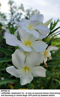 Filename=app28-16larkana.jpg
Filesize=113KiB
Dimensions=799x1301
Date added=Sep 16, 2020 app28-16larkana.jpg
