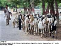 Filename=app30-09multan.jpg
Filesize=238KiB
Dimensions=1200x902
Date added=Aug 09, 2020 app30-09multan.jpg