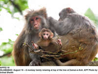 Filename=app52-18islamabad.jpg
Filesize=223KiB
Dimensions=1200x912
Date added=Aug 18, 2020 app52-18islamabad.jpg