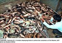 Filename=APP31-25Larkana~0.jpg
Filesize=347KiB
Dimensions=1200x835
Date added=Feb 25, 2020 APP31-25Larkana~0.jpg