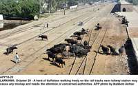 Filename=app18-20larkana.jpg
Filesize=309KiB
Dimensions=1200x751
Date added=Oct 20, 2020 app18-20larkana.jpg