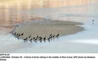 Filename=app19-20larkana.jpg
Filesize=166KiB
Dimensions=1200x746
Date added=Oct 20, 2020 app19-20larkana.jpg