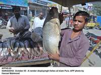 Filename=app45-05sargodha.jpg
Filesize=220KiB
Dimensions=1200x895
Date added=Oct 05, 2020 app45-05sargodha.jpg